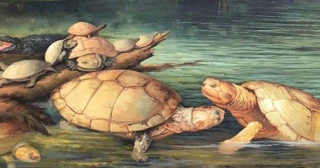 Descubren en los Andes de Colombia los fósiles de una tortuga gigante
extinta