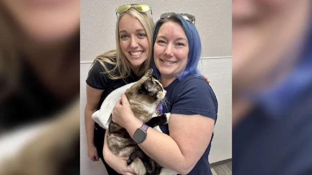Una familia de Utah se reunieron con un gato que enviaron accidentalmente con la devolución de Amazon [ENG]