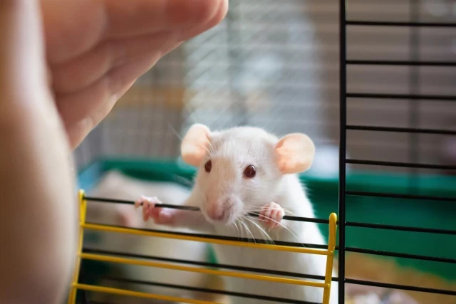Los ratones 'sorprenden por sus estratégias': piensan como bebés [ENG]