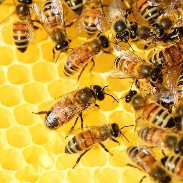 Cómo hacen la miel las abejas