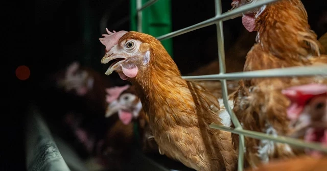 9 de cada 10 gallinas mueren en España sin haber visto el sol