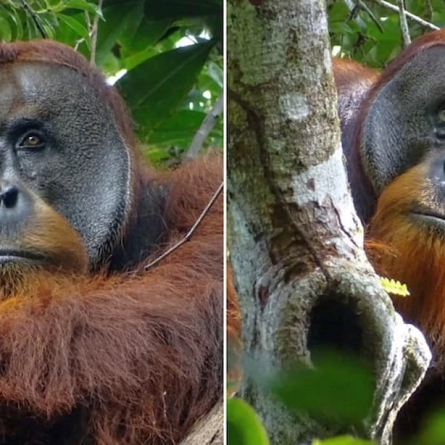 ‘Rakus’, el primer orangután al que han visto curarse una herida con una planta medicinal