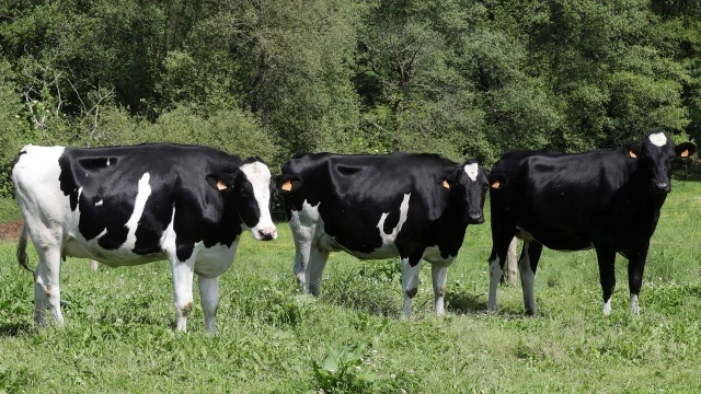 Danone comunica por burofax que no comprará más leche en Asturias e indigna a los ganaderos