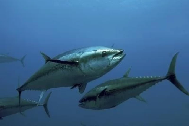 La pesca sostenible da esperanza a las poblaciones de atunes