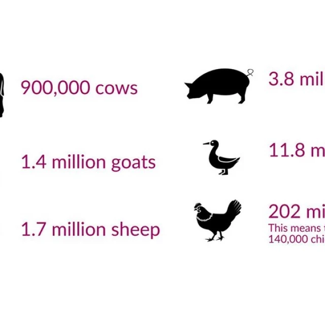 El gráfico que muestra cuántos animales sacrificamos al día en todo el mundo
