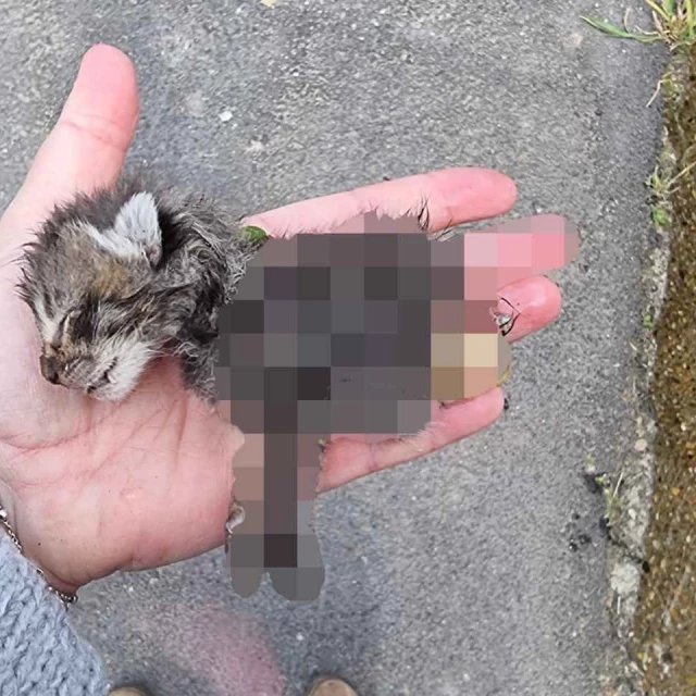 Crueldad animal en este pueblo zamorano: los vecinos denuncian la brutal muerte de crías de gatos