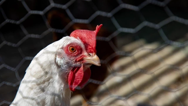 Un artículo científico muestra cómo las gallinas se sonrojan cuando sienten emociones