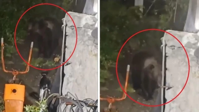  Calavera , el oso que se cuela en una finca de Asturias en busca de comida de perro