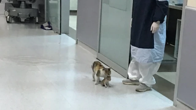 Una gata callejera lleva a su cría enferma a un hospital cargándola en la boca y consigue que la atiendan