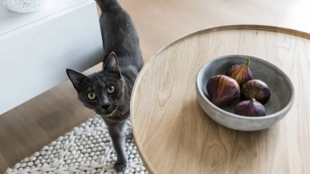¿Pueden los perros comer higos? ¿Y los gatos?