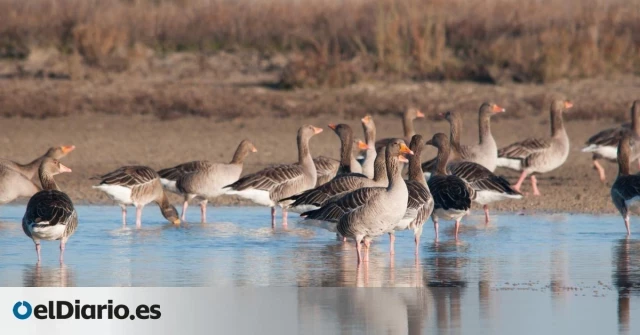 El ganso ya no vive aquí: una década seca en Doñana reduce a mínimos históricos la presencia de su ave más emblemática