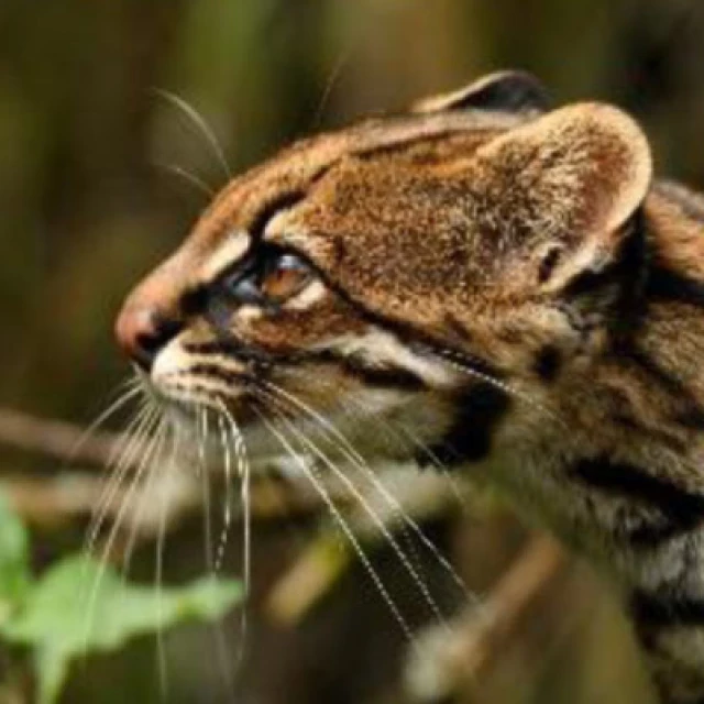 Descrita nueva especie de "Tigrillo", género Leopardus, en Sudamérica. ENG
