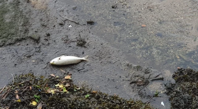 ¿Qué mató a los peces del Lérez? Ecologistas acusan a Ence Pontevedra, que lo desmiente