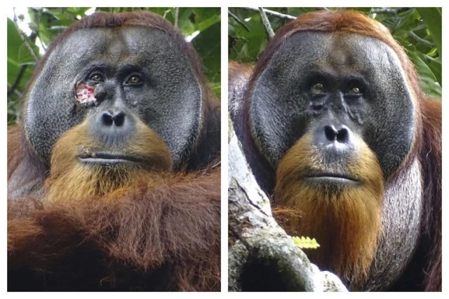Sanidad ya ha contactado con el orangután que aprendió a curarse una herida a solas para que atienda a pacientes españoles