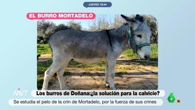 Los burros de Doñana podrían ser la solución a la calvicie: así estudian al 'burrito feliz' Mortadelo