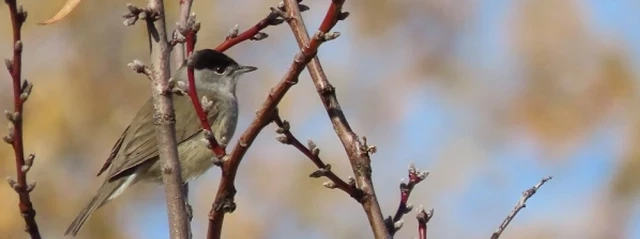 Españoles descubren que las aves adaptan su dieta en las paradas migratorias para contrarrestar los parásitos