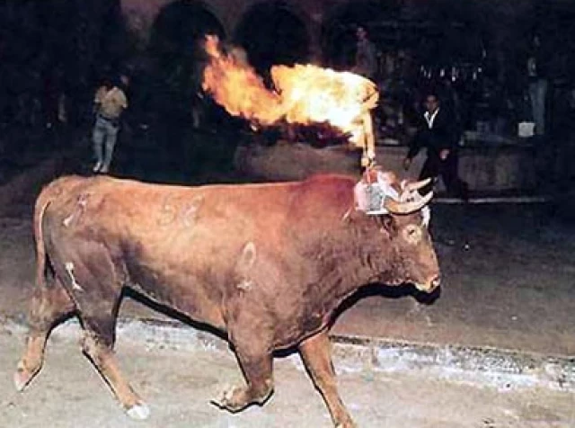 Sufrimiento del toro en festejos populares