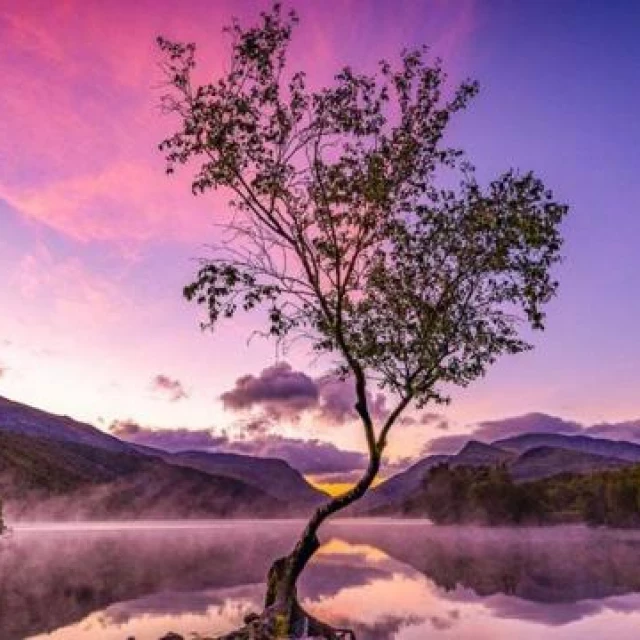 El “árbol solitario” y otras espectaculares imágenes de la naturaleza premiadas en el concurso internacional de Fotógrafo de Jardines