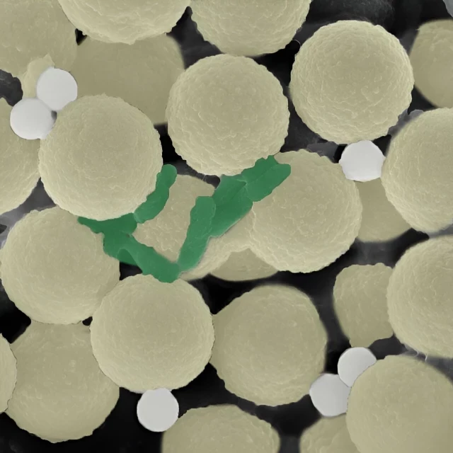 Un vídeo muestra cómo enjambres de robots en miniatura limpian simultáneamente microplásticos y microbios (eng)
