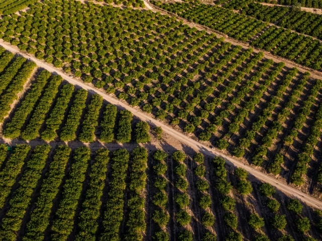 España tira 400.000 toneladas de limones: “Se nos ha ido la mano con la producción”