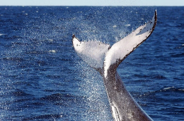 Japón permitirá cazar ballenas de aleta con fines comerciales