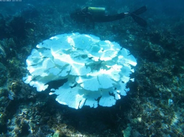 La muerte masiva de coral muestra severos cambios en corrientes marinas
