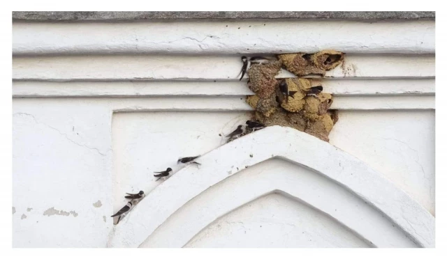 Llega a los tribunales de Huelva el caso de destrucción de nidos de vencejos, el gran depredador de mosquitos