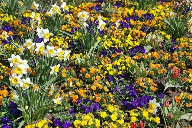 Narcisos y otras plantas de invierno con flor