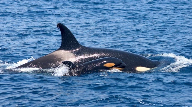 Las orcas ‘gladis’ hunden un nuevo velero en el estrecho de Gibraltar: ya son siete los naufragios desde 2020