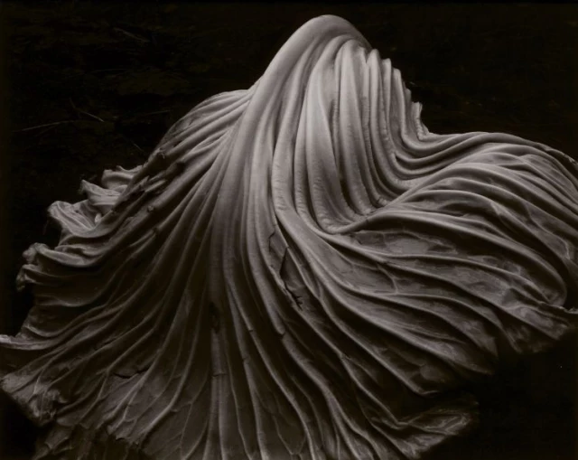 Un icono de la fotografía modernista: ‘Cabbage’ de Edward Weston (ENG)