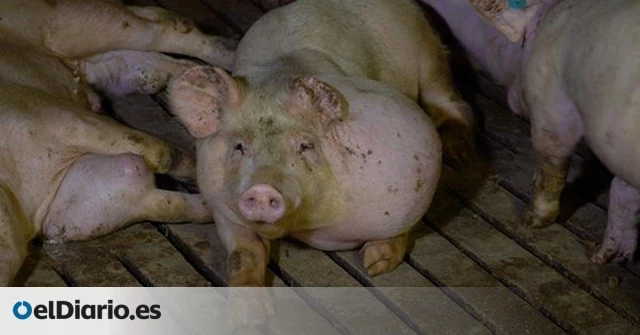 Absueltos de maltrato animal los dueños de la granja de cerdos cuyas condiciones denunció 'Salvados'