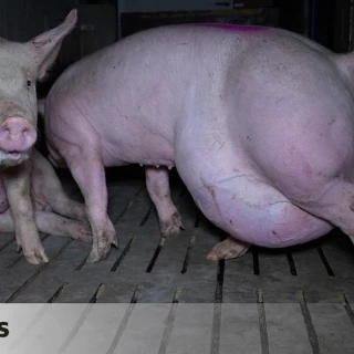 Denuncian una nueva &#39;granja de los horrores&#39; en Burgos: cerdos con heridas y golpes con sello de bienestar animal