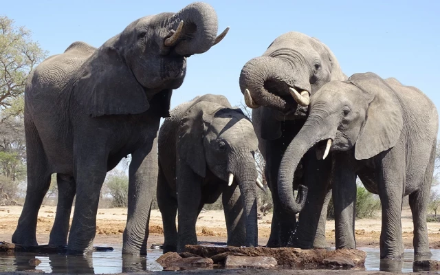 Elefantes se saludan de forma tan compleja como los humanos: estudio