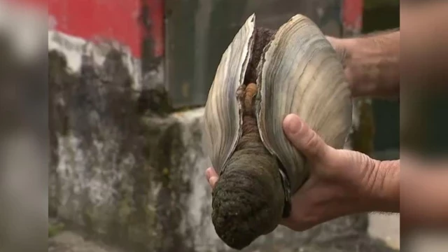 Un buceador se encuentra un molusco de cuatro kilos en la isla de Tambo