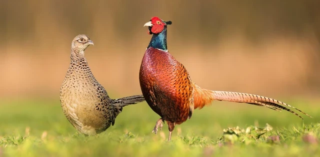 ¿Por qué en la mayoría de especies de aves los machos y las hembras tienen diferente tamaño?