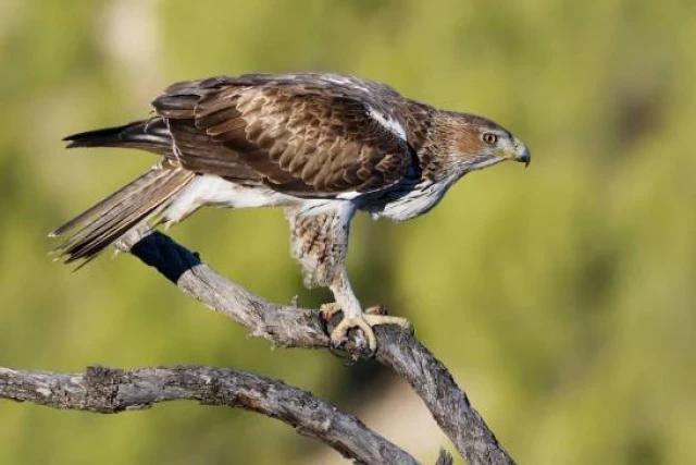 Los primeros 'Homo sapiens' contribuyeron al asentamiento del águila perdicera en el Mediterráneo