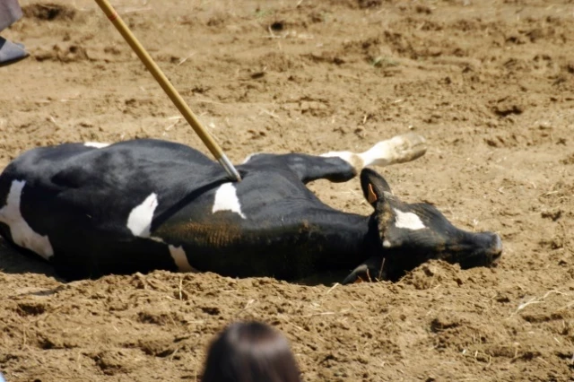 Informe sobre el Sufrimiento Animal en las competiciones de Acoso y Derribo