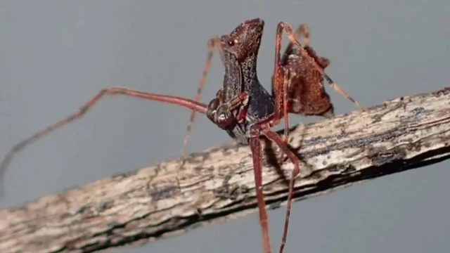 Descubren una nueva especie de araña "asesina": caza a sus presas con unas patas en forma de lanza