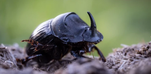 Un mundo sin escarabajos coprófagos sería un desastre (y en Australia lo saben)