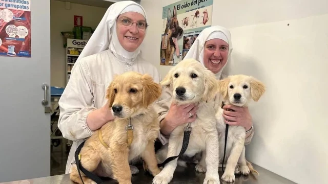 Denuncian a las monjas de Belorado por tener un criadero de perros sin licencias