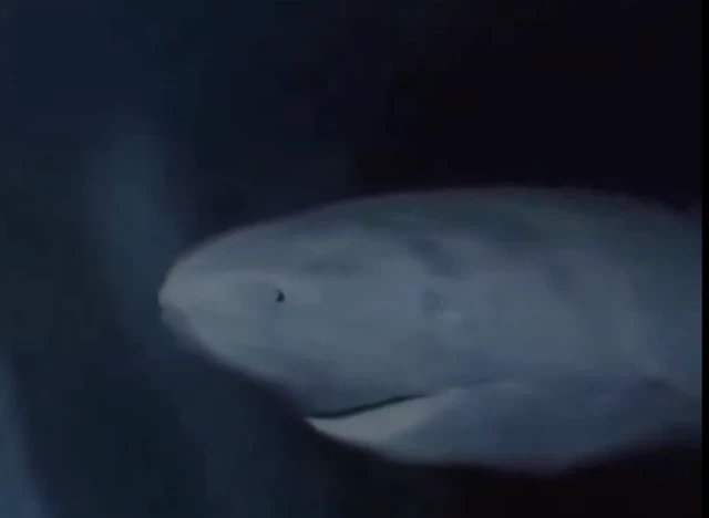 Así luce un tiburón de Groenlandia de más de 300 años que navega las profundidades del mar
