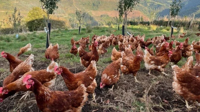 Gallinas camperas de Taramundi de 9.500 huevos al día: «Viven como reinas»