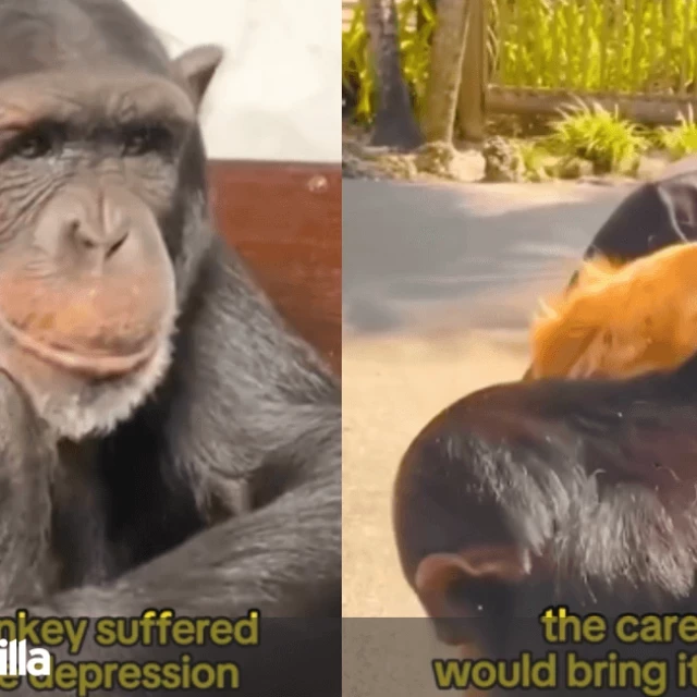 El emotivo reencuentro de un chimpancé con un golden retriever que le ayudó a salir de la depresión