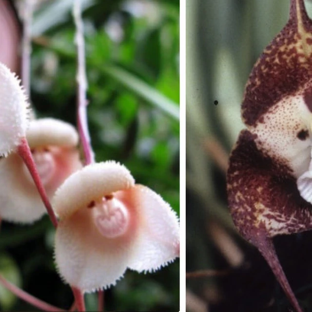 La orquídea mono, la flor que encanta con su rara belleza [ITA]