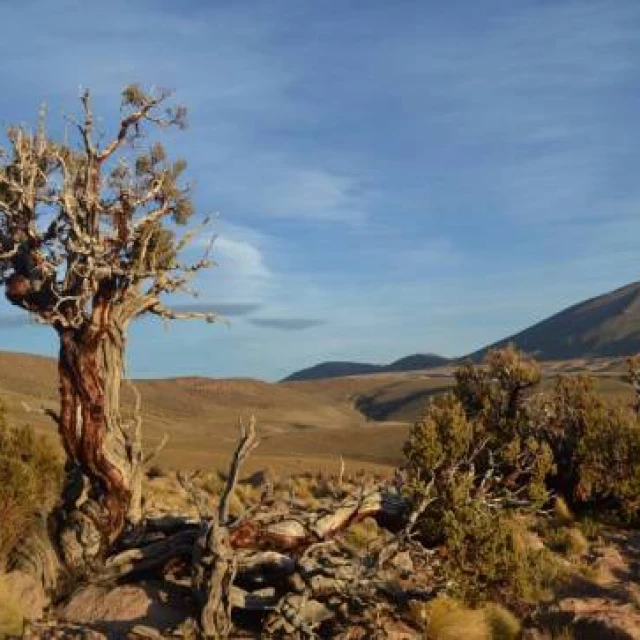 Revelados 300 años de historia climática oculta en los anillos de cinco árboles centenarios