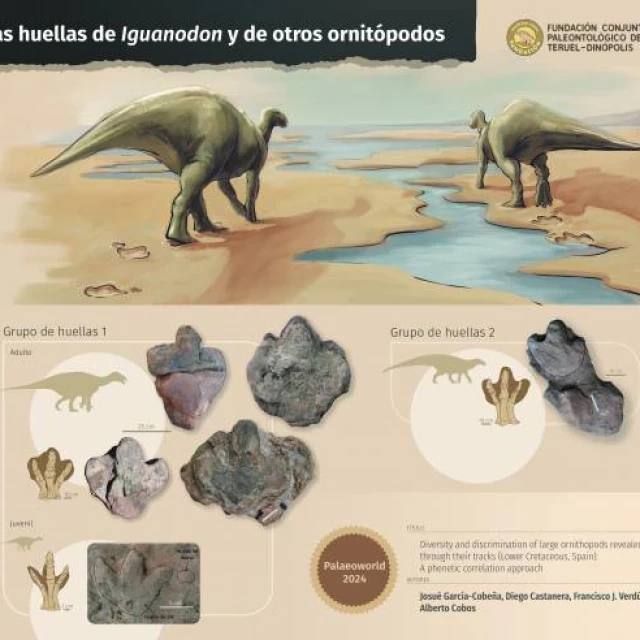 Huellas en Teruel revelan la locomoción cuadrúpeda del Iguanodon a lo largo de su desarrollo
