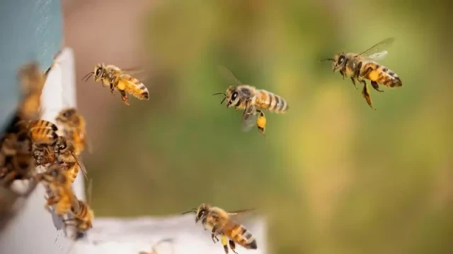 El ventajoso matrimonio de conveniencia de las abejas y las placas solares