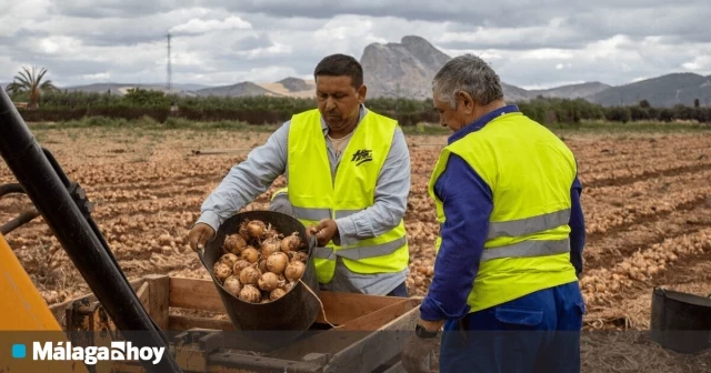 Los agricultores de cebollas de Málaga se enfrentan a una crisis por falta de compradores y precios insostenibles