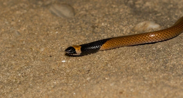 Serpiente con pasamontañas: una nueva y sorprendente especie de la Península Arábiga (eng)