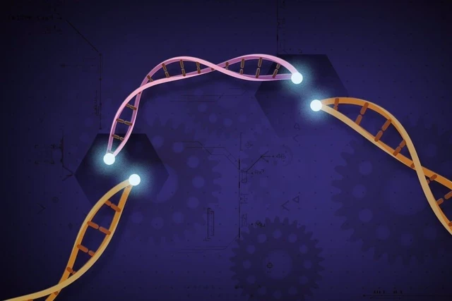 La nueva proteína CRISPR modificada puede caber dentro del virus utilizado para la terapia génica